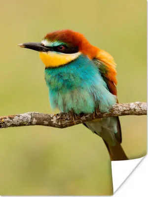 Produktbild von MuchoWow® Poster Vogel - Bienenfresser - Tiere 90x120 cm - Wohnzimmer