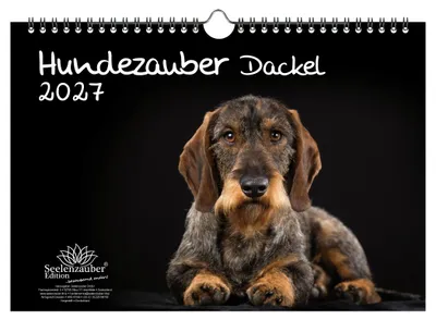 Produktbild von Hundezauber Dackel DIN A4 Kalender für 2027 Welpen und Hunde