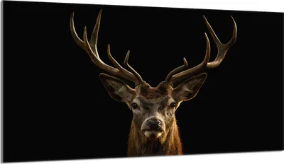 Produktbild von Glasschutzplatte für den Herd 90x52 Hirsch