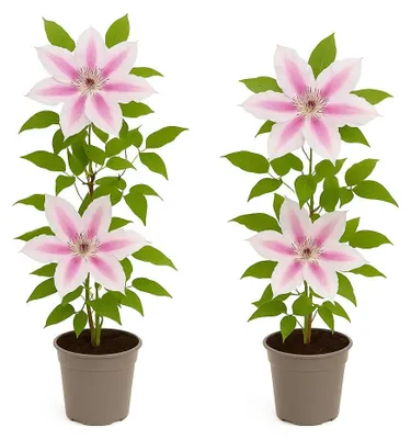 Image de Plantes grimpantes exotiques en forme de cœur - Clématite Nelly Moser - lot de 2 - pot de 11 cm