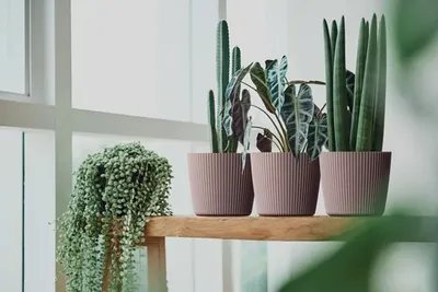 Produktbild von Milly Runder Blumentopf