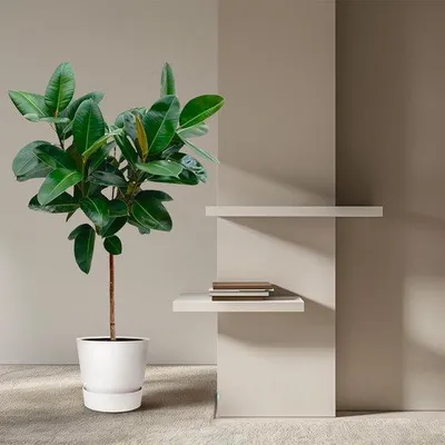 Produktbild von Famanu Ficus Elastica Robusta - 130 cm - ø24