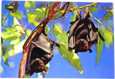 Immagine prodotto di pipistrelli da cartolina 3D
