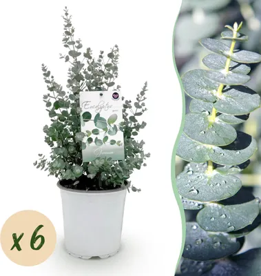 Image de Plante de terrasse - Eucalyptus - Eucalyptus gunni - Gris - Rustique | 6 pièces - 30-40cm - Ø20cm - Plante de jardin