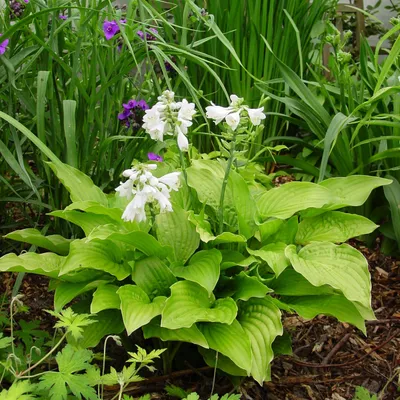 Produktbild von Funkie Hosta Knolle Staude Schattenpflanzen Funkie Royal Standard 1 St.