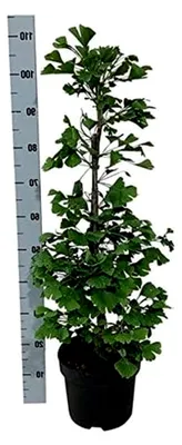 Produktbild von Ginkgo Baum 40-60 cm - Ginkgo biloba - Fächerblattbaum - Pflegeleichte Zimmer- und Gartenpflanze
