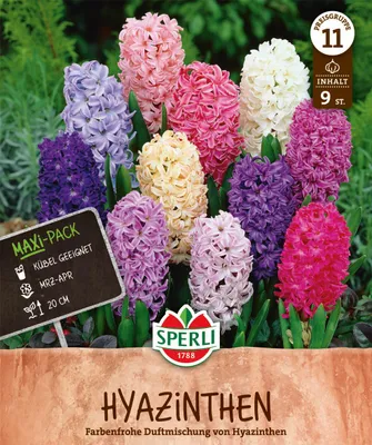 Produktbild von SPERLI Maxi Hyazinthen-Mischung Hyacinthus orientalis 9 Zwiebeln