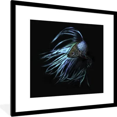 Produktbild von MuchoWow® Gerahmtes Poster Fisch - Schwanz - Schwarz 40x40 cm - Poster mit Schwarzem Bilderrahmen Wandposter Rahmen Foto Bilder - Poster - Plakat im Rahmen