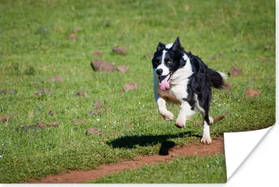 Produktbild von MuchoWow® Poster Ein aktiver Border Collie läuft über das Feld 90x60 cm - Schlafzimmer