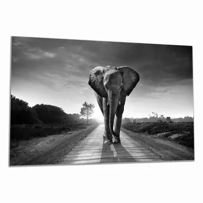 Produktbild von Wallario Herdabdeckplatte aus Glas, Größe 90 x 52 cm 1-teilig, Motiv Elefant bei Sonnenaufgang in Afrika schwarzweiß