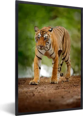 Produktbild von MuchoWow® Gerahmtes Poster Streifender Tiger 40x60 cm - Poster mit Schwarzem Bilderrahmen Wandposter Rahmen Foto Bilder - Papierdruck - Wandbilder