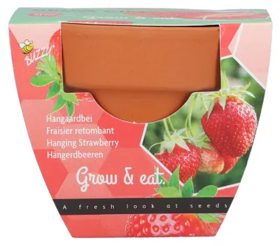 Produktbild von Wachsen Geschenke wachsenden Kit Erdbeere - Buzzy