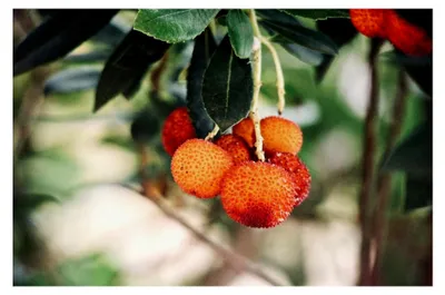 Produktbild von Erdbeerbaum 40–60 cm – Arbutus unedo – Immergrüner Erdbeerstrauch – Winterblüher – Mediterranes Gehölz für Garten, Terrasse und Balkon