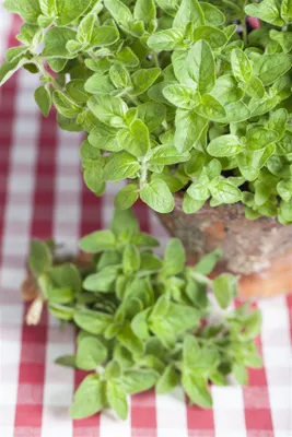 Produktbild von Origanum vulgare ssp. hirtum, Griechischer Oregano, ca. 9x9 cm Topf