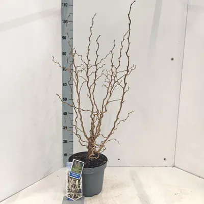 Image de Corylus avellana 'Twister' - Noisetier | 60-70 cm en pot