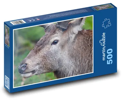 Obrázek produktu pro martinpuzzle - Puzzle 500 - Jelen - zvíře, les