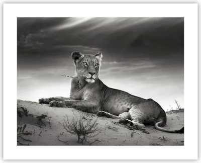 Produktbild von Poster - Poster ohne Rahmen - Tierwelt weiblich katze Tier - 50x40 cm - Wand Bild - Wanddeko - Wandbilder - Kunstposter - Wandposter - Bilder - Kunstdruck - Wanddekoration - Wandbild - P2XAA50x40-3165