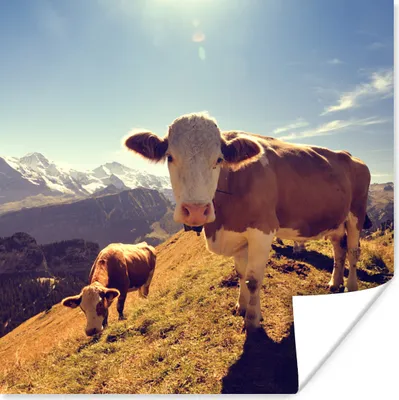 Produktbild von MuchoWow® Poster Kühe - Licht - Alpen 75x75 cm - Wand Dekoration