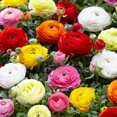 Zdjęcie produktu dla Bloomique - Mix 50 - Jaskier - Jaskier - Mix kolorów - Cebulki kwiatowe - Kwitnące wiosną - Byliny - Dorasta do 30-40 cm