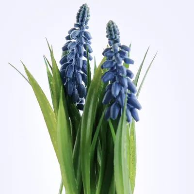 Produktbild von DEKO® FLORALE Traubenhyazinthen in schwarzem Pflanztopf - Kunstblumen