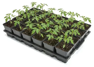 Image de Garronda Plateau de semis avec supports pour pots de culture pour serre (plateau de semis avec 24 pots arrondis de 0,5 L) GD-KW-T