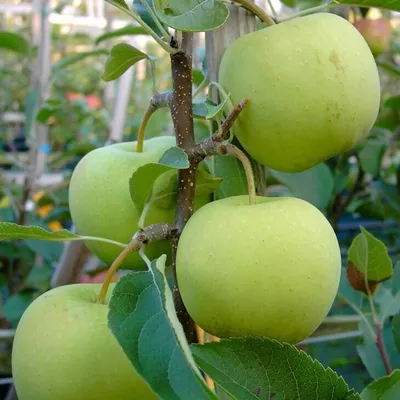 Produktbild von Golden Delicious süßer knackiger Apfel Zwergapfelbaum 110-140 cm im 7,5 Liter Topf Unterlage M9