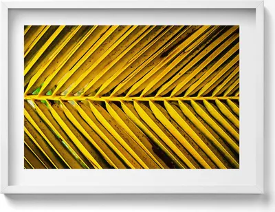 Produktbild von Goldene Blätter einer Pflanze– Wandbild mit Rahmen – Gerahmtes Bild  – Wanddekoration – 70x50 cm –  Schwarz Rahmen