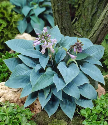 Produktbild von BALDUR Garten 2x Riesen-Hosta blau 'Halcyon', Knollen in Größe I, riesige, blau schimmernde Blätter, edle Blattschmuck-Staude für Beet & Kübel, winterhart, mehrjährig & pflegeleicht, Herzblattlilie