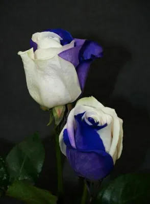 Produktbild von 100 Stücke Seltene blaue & weiß Blumensamen Gartenpflanze für Deko