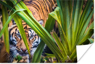 Produktbild von MuchoWow® Poster Versteckter Sumatra-Tiger im Laub 120x80 cm - Bilder