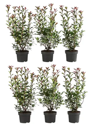 Produktbild von Dehner Purpur-Glanzmispel Carre Rouge, für 2 Meter Hecke, 40-60 cm, 6 x 5 l Topf, Heckenpflanze