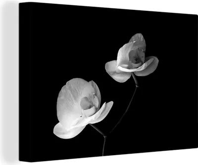 Obrázok produktu pre OneMillionCanvasses® - Obrazy na plátne - 140x90 cm, Orchidea - Kvety - Čierna - Biela - Zátišie, Nástenná umelecká tlač Nástenná dekorácia - Fotografia na plátne - Obraz na drevenom ráme