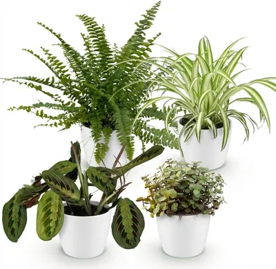 Obrázek produktu pro Sada pokojových rostlin - Chlorophytum, Maranta, Calissia, Nephrolepsis - sada