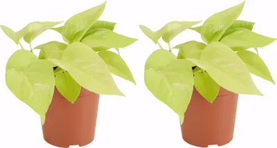 Produktbild von 2x Scindapsus Epipremnum Golden Pothos P12 H25