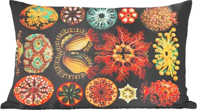 Produktbild von MuchoWow® Zierkissen Sofakissen Wohnzimmer Dekokissen 50x30 cm Vintage - Ernst Haeckel - Meerestier - Natur - Meer - Kunst - Wohnzimmerdekoration - Polster mit Photo