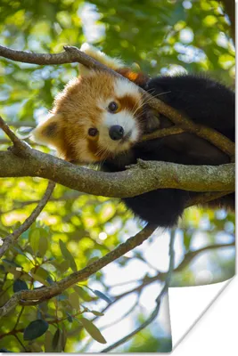 Produktbild von MuchoWow® Poster Panda - Rot - Nahaufnahme 80x120 cm - Papierdruck