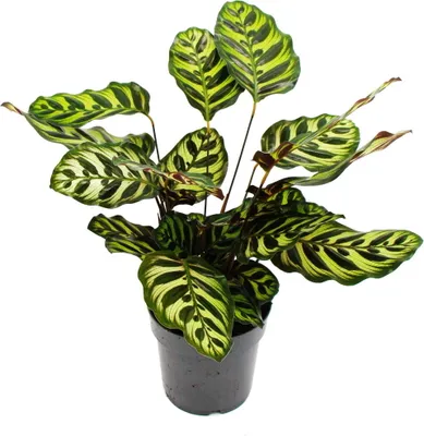 Immagine prodotto di Pianta da ombra con un particolare disegno fogliare Calathea makoyana basket marante Vaso da 14 cm circa 35-40 cm di altezza