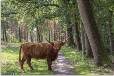 Produktbild von MuchoWow® Poster Wald - Schottisches Hochlandrind - Licht 180x120 cm - Fotoplakat