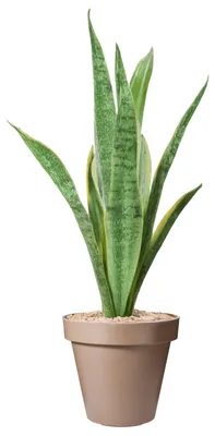 Imagen del producto de Productos de Warentuin