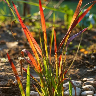 Produktbild von Japanisches Blutgras Red Baron - Imperata cylindrica