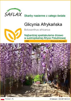 Zdjęcie produktu dla SAFLAX - Glicynia Afrykańska - 15 Nasiona - Bolusanthus africanus