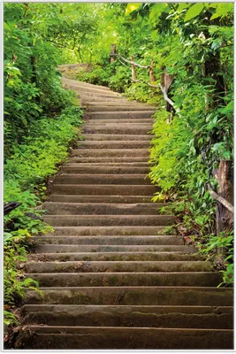 Produktbild von Wallario Wandbild Steintreppe im Wald, Größe: 61 x 91,50 cm, Poster mit weißem Aluminiumrahmen