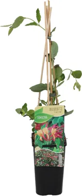Zdjęcie produktu dla Bloomique - Lonicera Heckrottii Goldflame - Wiciokrzew - Czerwony, Żółty - Rośliny pnące - Rośliny ogrodowe - Odporne na zimę - 50-70 cm wysokości - Doniczka 15 cm