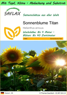 Produktbild von SAFLAX Garden to go - Sonnenblume Titan - Helianthus annuus - 20 Samen - Mit Topf, Klima - Deckel und Anzuchtsubstrat