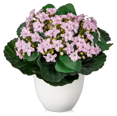 Kunstblume Kalanchoë im Topf, rosa, 21 cm, künstliche Pflanze