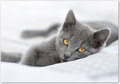 Produktbild von Tulup® Leinwandbild - 100x70 cm - Wandkunst - Drucke auf Leinwand - Leinwanddruck  - Tiere - Grau - Graue Katze
