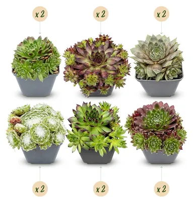 Image de 12x - Sempervivum Big Sam - Ø7cm - ↕10-12cm
