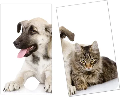 Produktbild von Spritzschutz Herdabdeckplatte Schneidebrett aus Glas Hund und Katze liegend 2-Teilig (60x52cm)