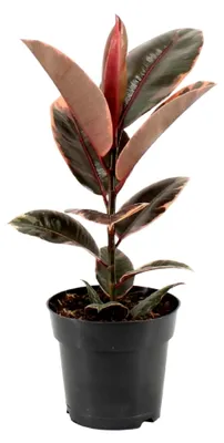 Produktbild von Ficus Elastica Belize - 45-55 cm - Ø 17 cm - Zimmerpflanze - Immergrün