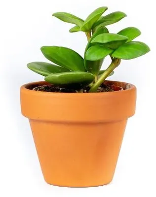 Obrázek produktu pro Gardners Peperomia Tetraphylla hope, průměr 6 cm